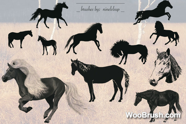 11 Kind Horse Brushes
