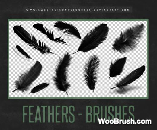12 Feather Brushes