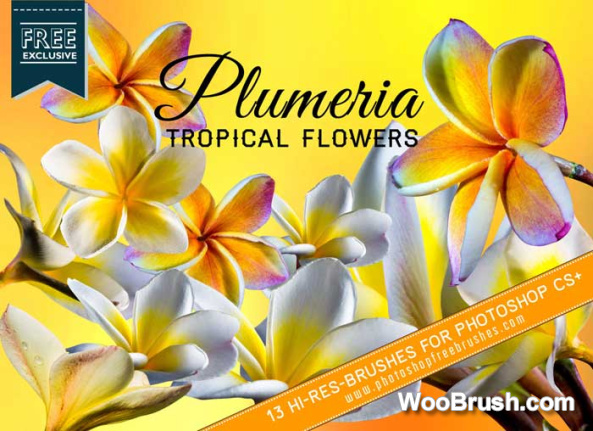 13 Tropical Plumeria Flower Brushes