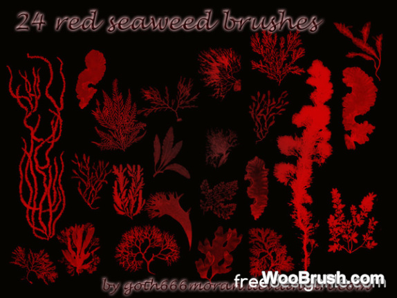 24 Kind Red Seaweed Brushes
