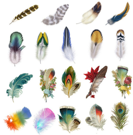 Beautiful Feather Graphics Psd
