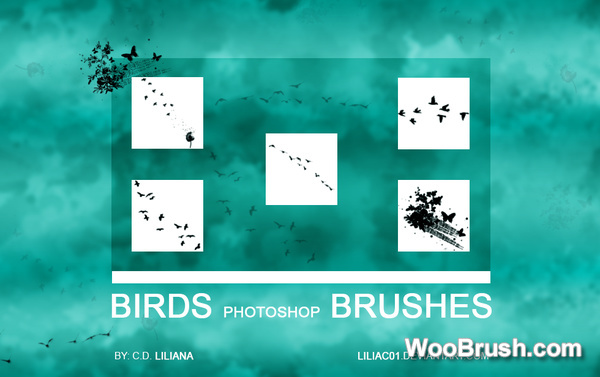 Birds Brushes