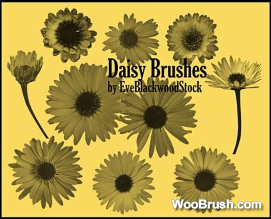 Daisy Brushes