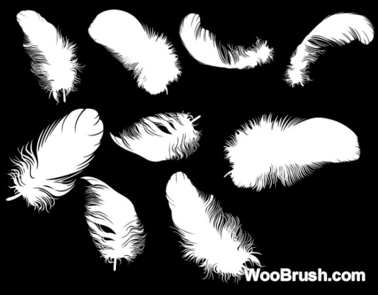 Different Feather Brushes & Psd