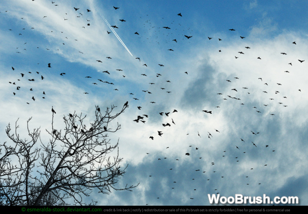 Flocks Of Birds Brushes