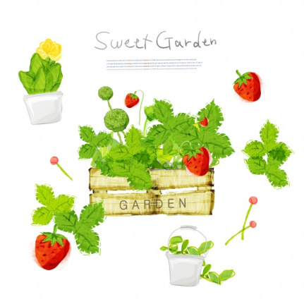 Hand Draw Strawberry Material Psd