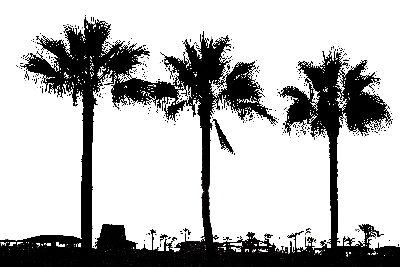 Hand Drawn Palm Trees Brushes