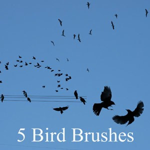 New Bird Brushes