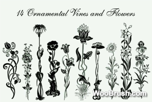 Ornamental Vines And Flower Brushes