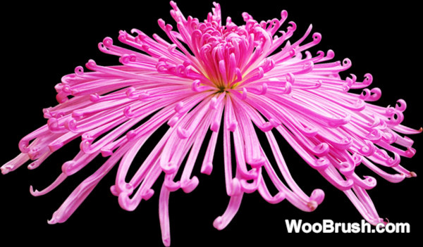 Realistic Pink Chrysanthemum Graphics Psd