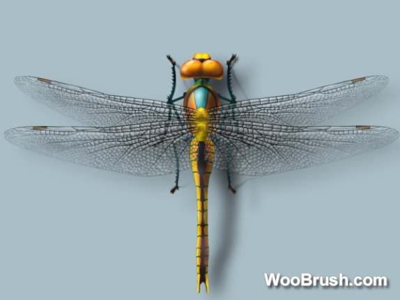 Realistic Dragonfly Material Psd