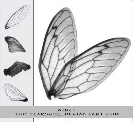 Transparent Wings Brushes